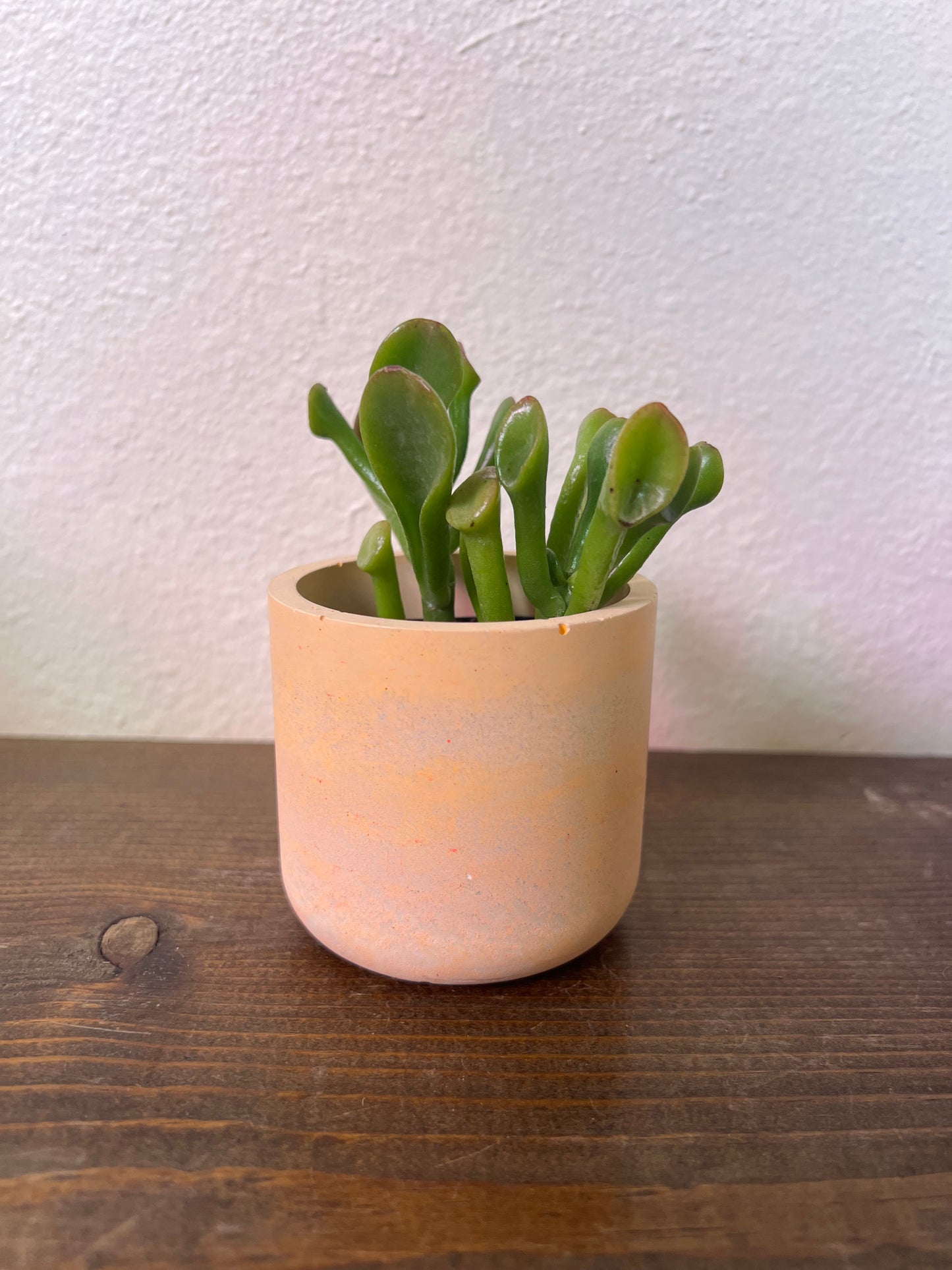 Small Colorful Cement Planter