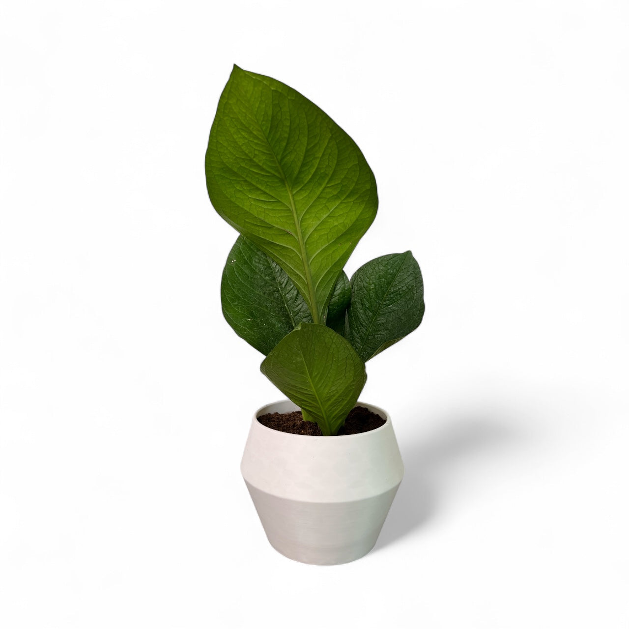 Balboa Plant Pot