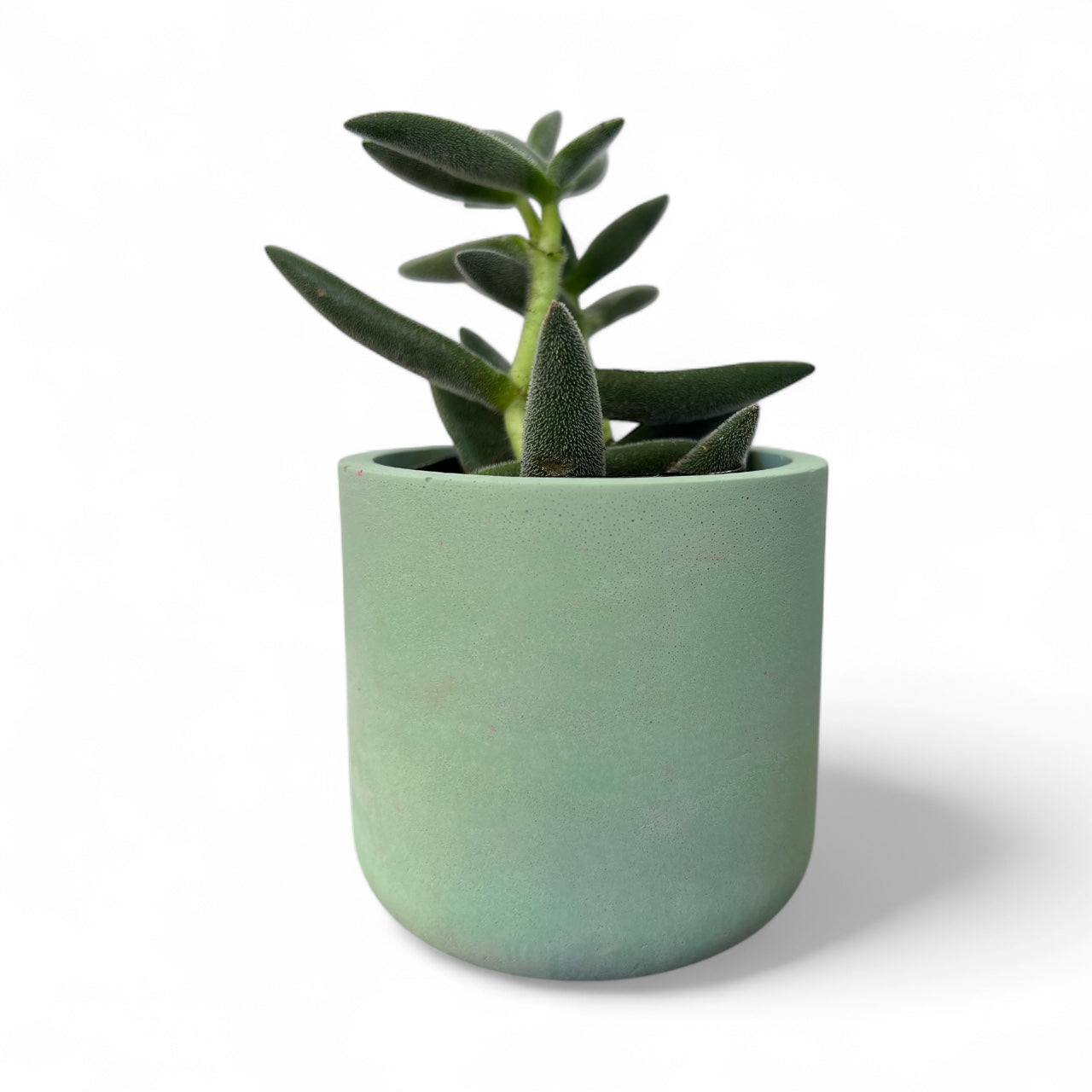 Succulent Plant Pots