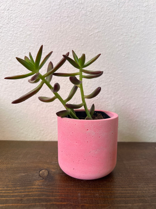 Small Colorful Cement Planter