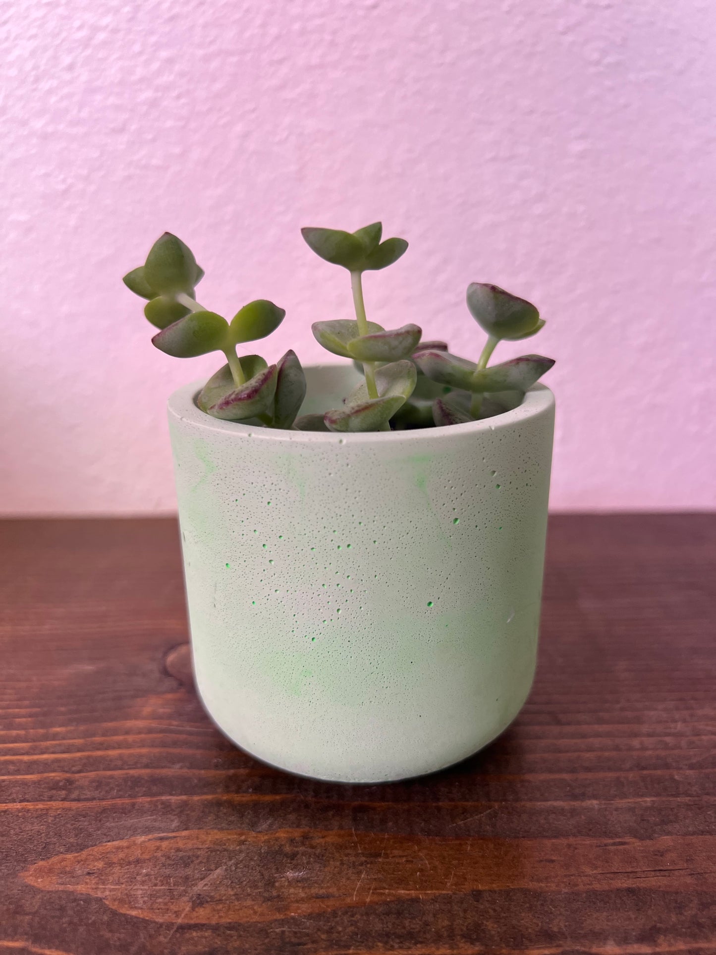 Small Colorful Cement Planter