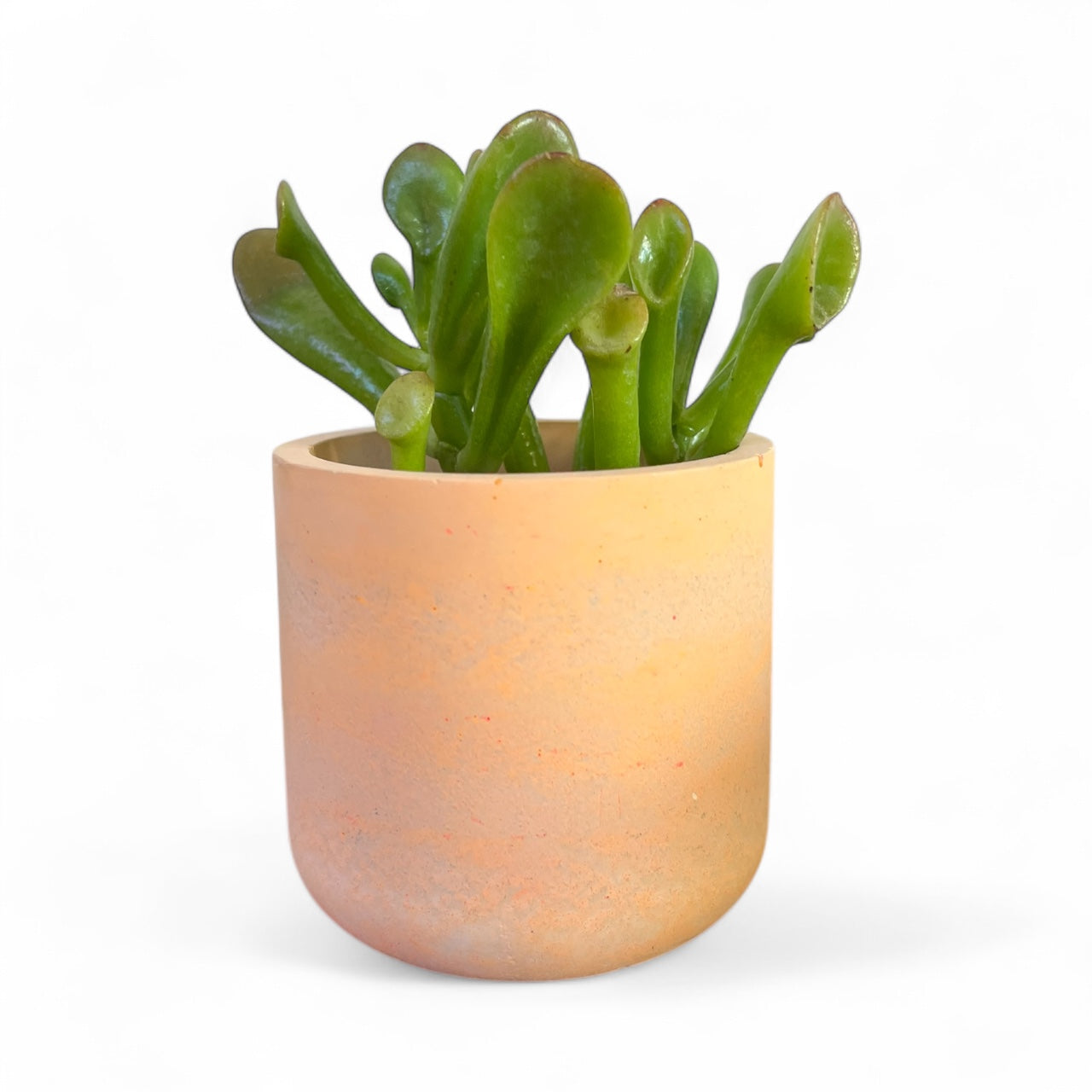 Succulent Plant Pots