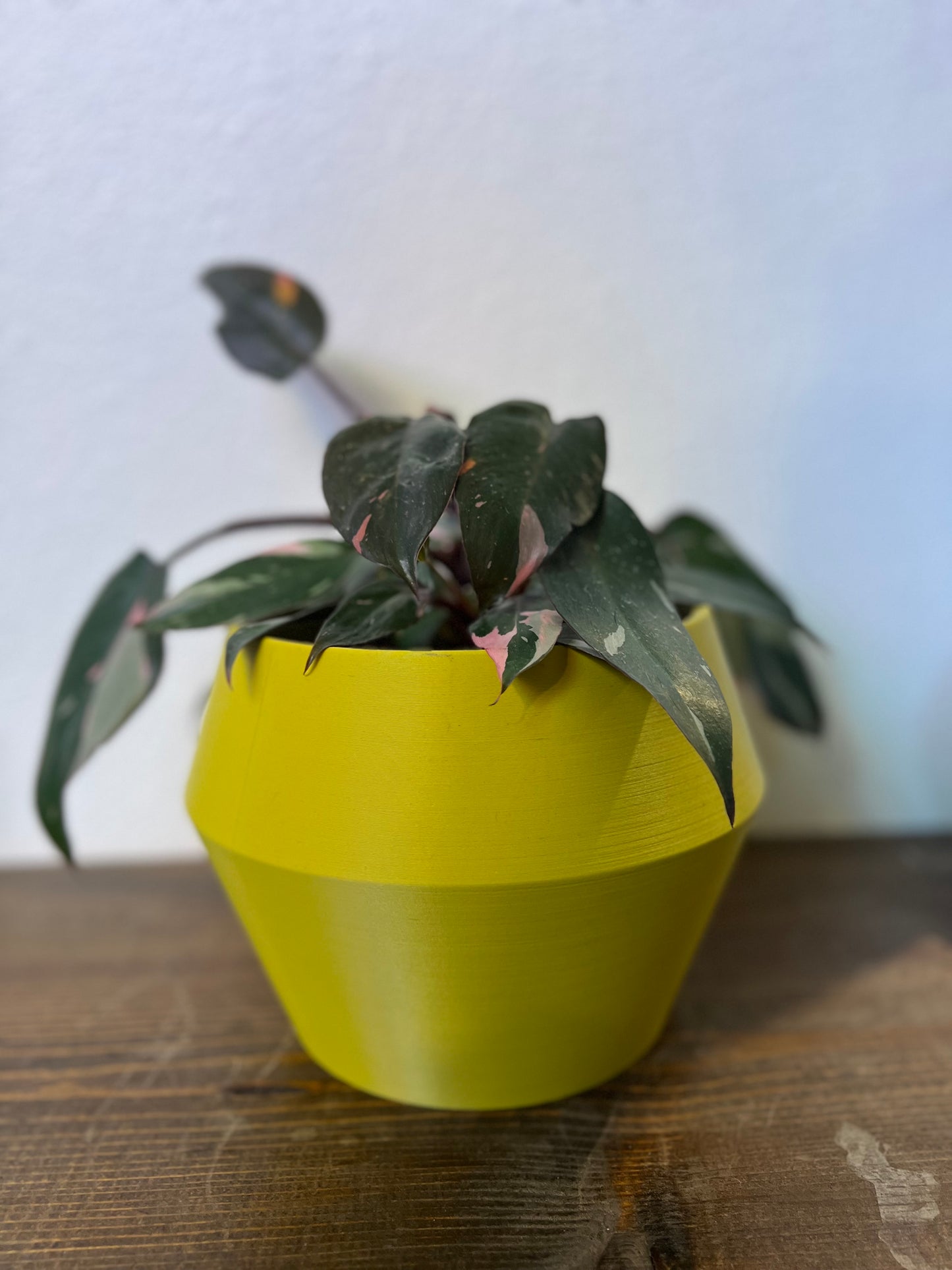 Balboa Plant Pot
