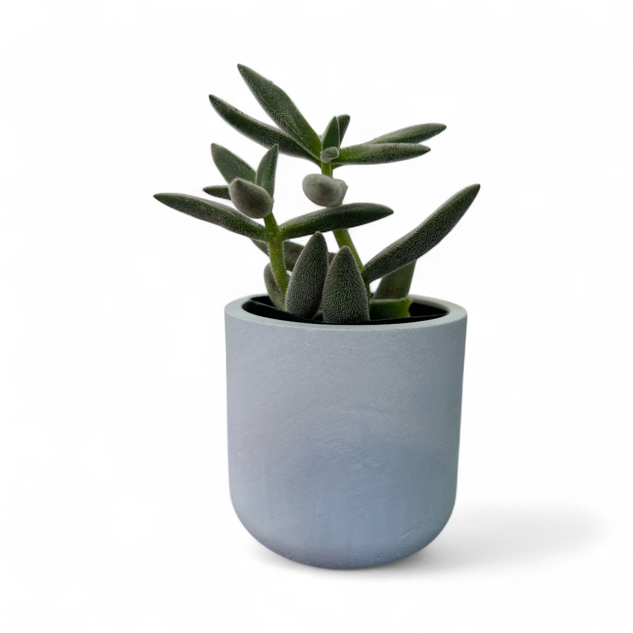 Succulent Plant Pots