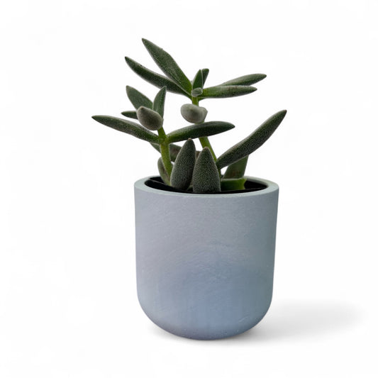 Succulent Plant Pots