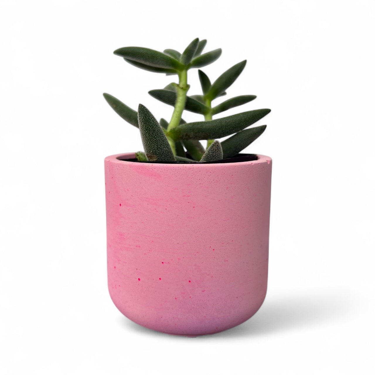Succulent Plant Pots