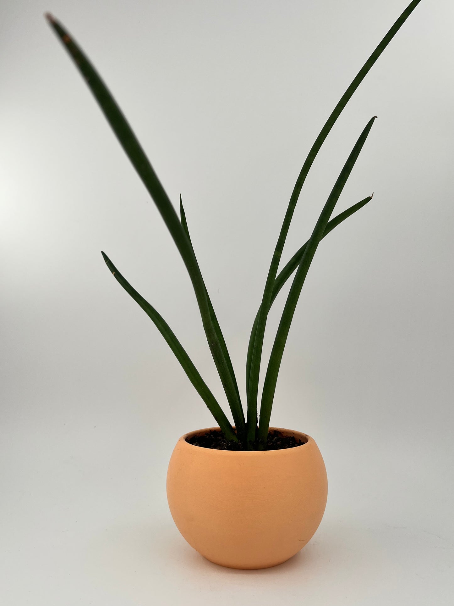 Pearl Plant Pot